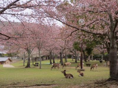 奈良再び　Love Deer Again