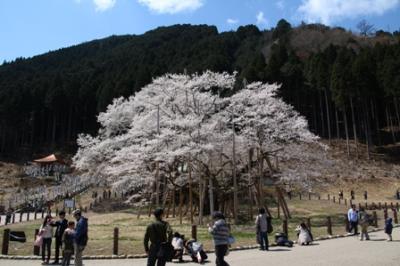 樹齢1500年、エドヒガンの古木・薄墨桜と初逢瀬