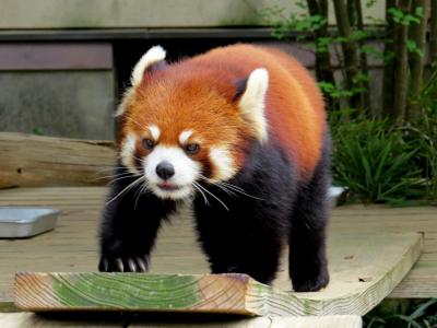 春のレッサーパンダ紀行【３】 大牟田市動物園 きらっきらのレン王子＆寝姿だけでお客を沸かす主演女優そらちゃん！！