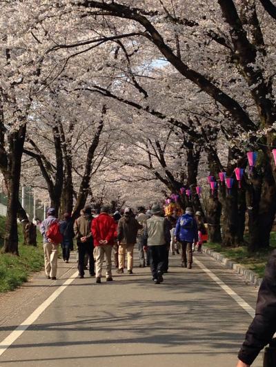 赤城 千本桜 渋滞にもめげずに辿りついた！