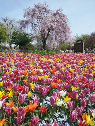 なばなの里チューリップ祭りに行ってきた!!