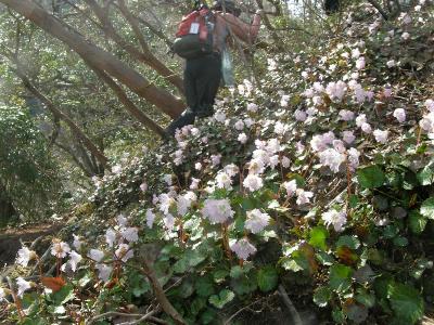 イワウチワを訪ねて北茨城花貫渓谷から横根山・都室山に登る