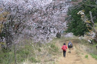 桜満開の裏高尾縦走コース