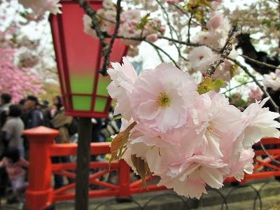 桜より人のほうが多い？！造幣局の桜の通り抜けに行ってみました