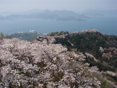 しまなみ海道サイクリングと積善山の桜
