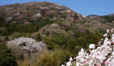 西の吉野、東の桜川と言われる 春錦 桜川市の山桜景色