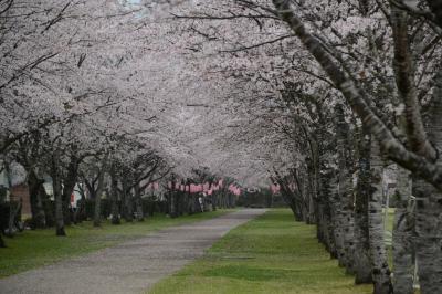 九州サクラ紀行ドライブ・その３（忠元公園＆曽木の滝）