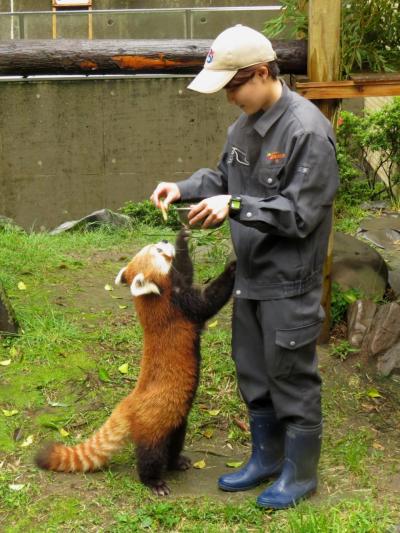 春のレッサーパンダ紀行【４】 平川動物公園　雨の動物園もいいものです！！　キーパーさんにリンゴをねだるスバル君にビックリ！！そして、ビントロング赤ちゃんにビックリ！！