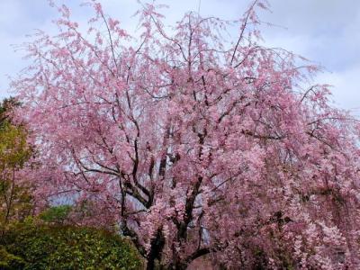 妙心寺退蔵院の桜！2014年