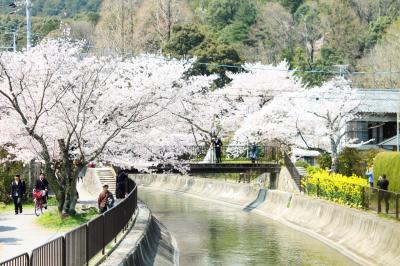 青春18切符で大津へ　　桜の琵琶湖疏水をウオーキング