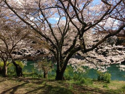 桜淵公園