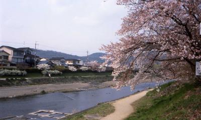 名残の桜帰郷の春