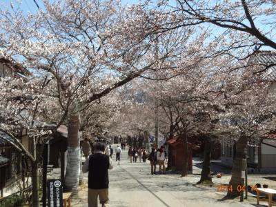 早春の凱旋桜