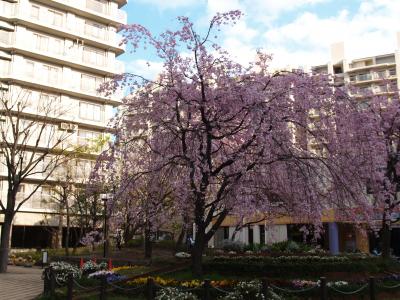 パークシティ新川崎の枝垂れ桜