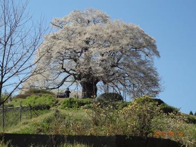 醍醐桜