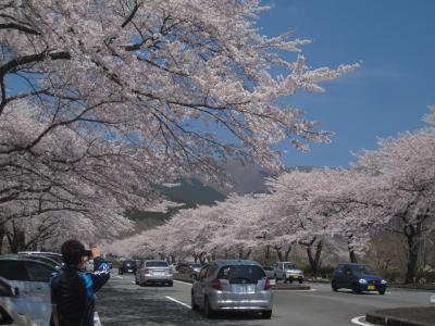１０年ぶり…富士霊園桜…満開綺麗でした。