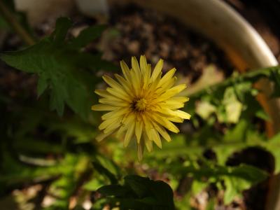 キバナシロタンポポの開花−4輪目もキバナ