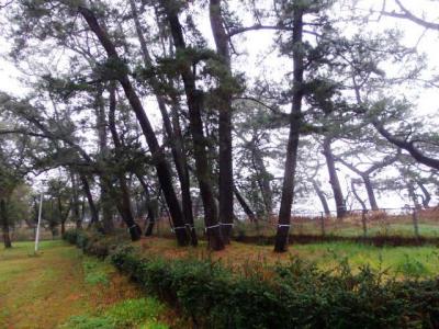 日本の旅　東海地方を歩く　静岡県静岡市の日本平（にほんだいら）、三保の松原（みほのまつばら）周辺