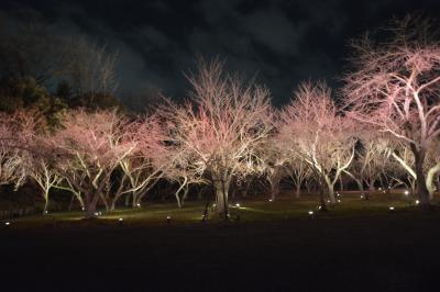 春の京都　美酒美食旅行　二条城のライトアップ　２０１４年３月