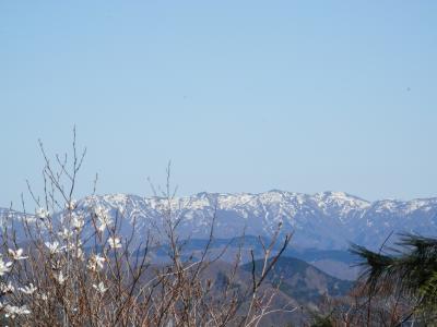 福井でお花見ハイク～　鍋倉岳ー藤倉岳は純白のタムシバが満開でした