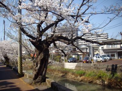 長岡市に戦災（大空襲）を生き抜いた桜が咲く