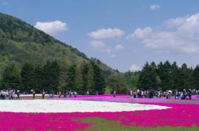 富士芝桜まつり
