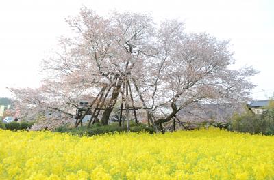 まだまだ桜を楽しみたい！桜を求めて日帰り山梨・静岡の旅