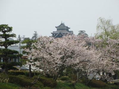桜満開の松江城と堀川めぐり（鳥取・島根の旅その５）