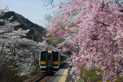 水郡線の桜と鉄道