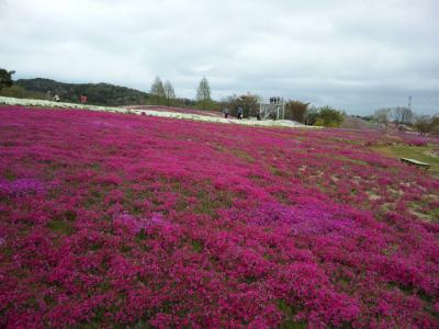 世羅高原　花の旅　2011