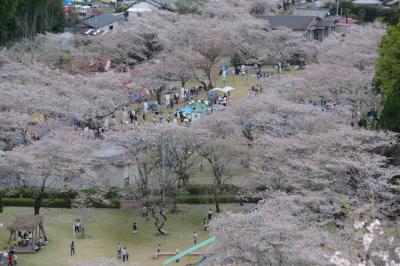 九州サクラ紀行ドライブ・その６（母智丘公園）