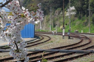 300 越前桜巡り新鮮ネタ寿司食べ放題日帰り