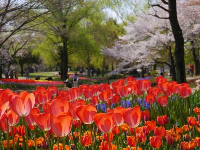 昭和記念公園ファン倶楽部・チューリップオフ 2014