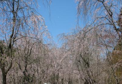 ２０１４年　広島　世羅甲山ふれあいの里の枝垂れ桜と三次ワイナリー