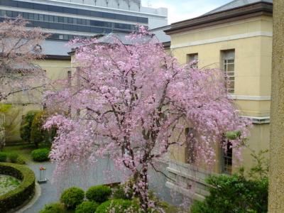 京都府庁旧本館と京都御苑の桜！2014年