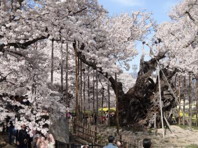 2014年　桜旅　其の壱 ～山高神代桜と高遠の桜～