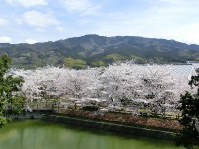 桜の長岳寺、黒塚古墳と猫^^