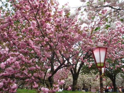 ２０１４年　広島・造幣局「花のまわりみち」で満開の八重桜を楽しみました。