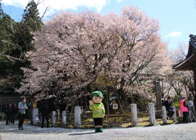 岐阜桜めぐり２日目、中将姫誓願桜