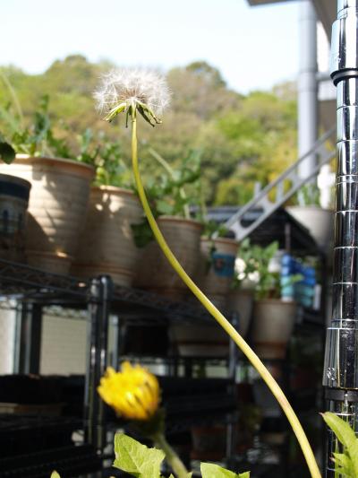 キバナシロタンポポの綿毛−2輪目の花から