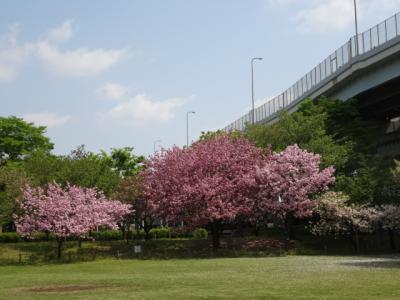 都市農業公園で遅咲きの桜落花盛ん