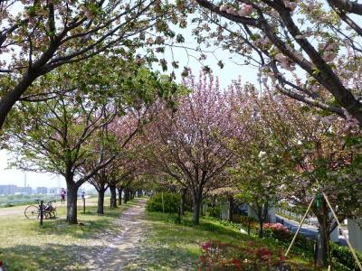 荒川左岸鹿浜橋緑地桜づつみ（堀之内桜づつみ）の桜