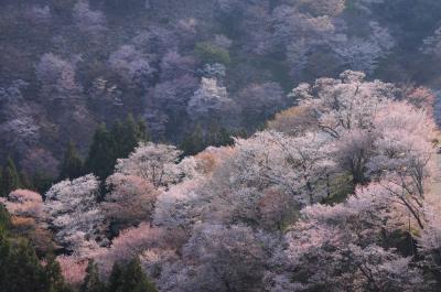 桜咲く吉野山へ【２】～桜吹雪舞う吉野～
