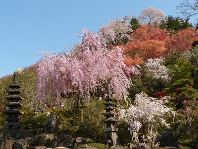 花見山は一昨年とは違う魅力を見せてくれました