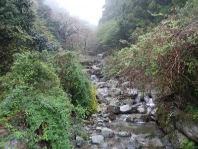 清水区・興津川の上流に朝掘り竹の子を採りにゆく！