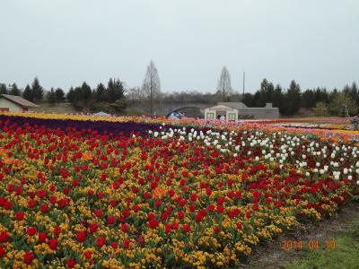 国営備北丘陵公園の春まつり