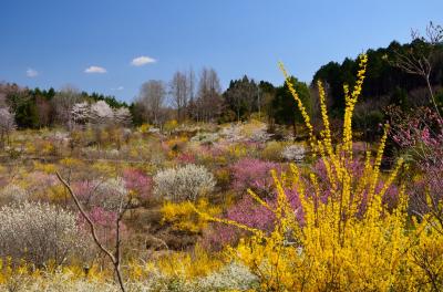百花繚乱！山里の春　（２）樹の花自然園　花の山