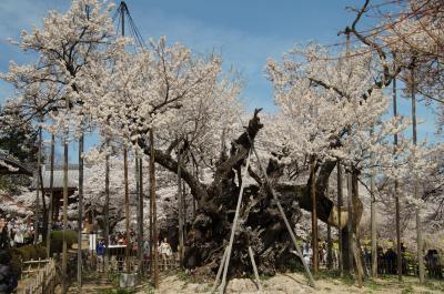 神代桜・わに桜・桃、山梨花の競演を見に行こう