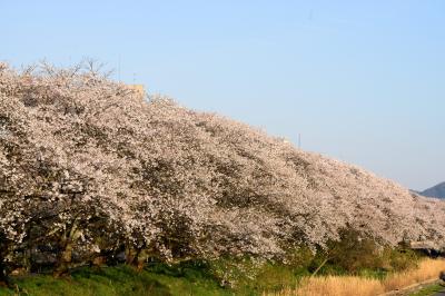 さくら名所百選（福井市足羽川公園・丸岡城）に行ってきました