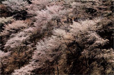 吉野　奥千本へお花見ハイキング